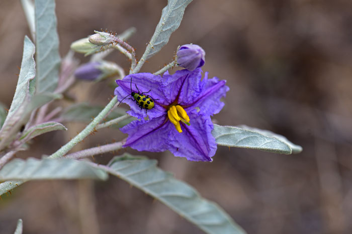Silverleaf Nightshade is a weedy and poisonous plant with beautiful and showy purple or violet flowers with yellow or orange anthers. Solanum elaeagnifolium